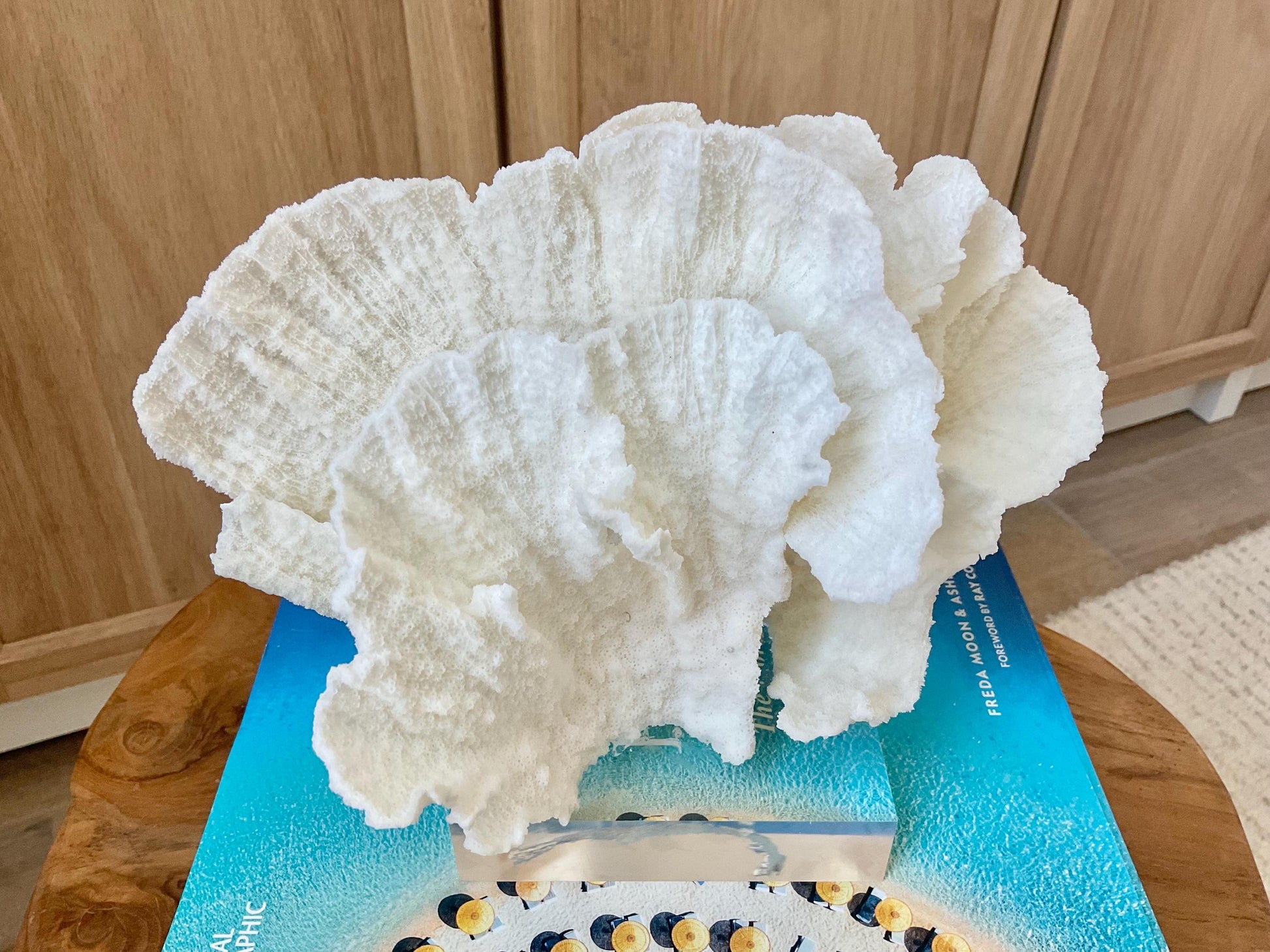 Mounted 8" Natural POCA CORAL Fossil Lucite Display Specimen Sculpture Ocean Art Decorative Coastal Beach Home Décor Wedding Gift White