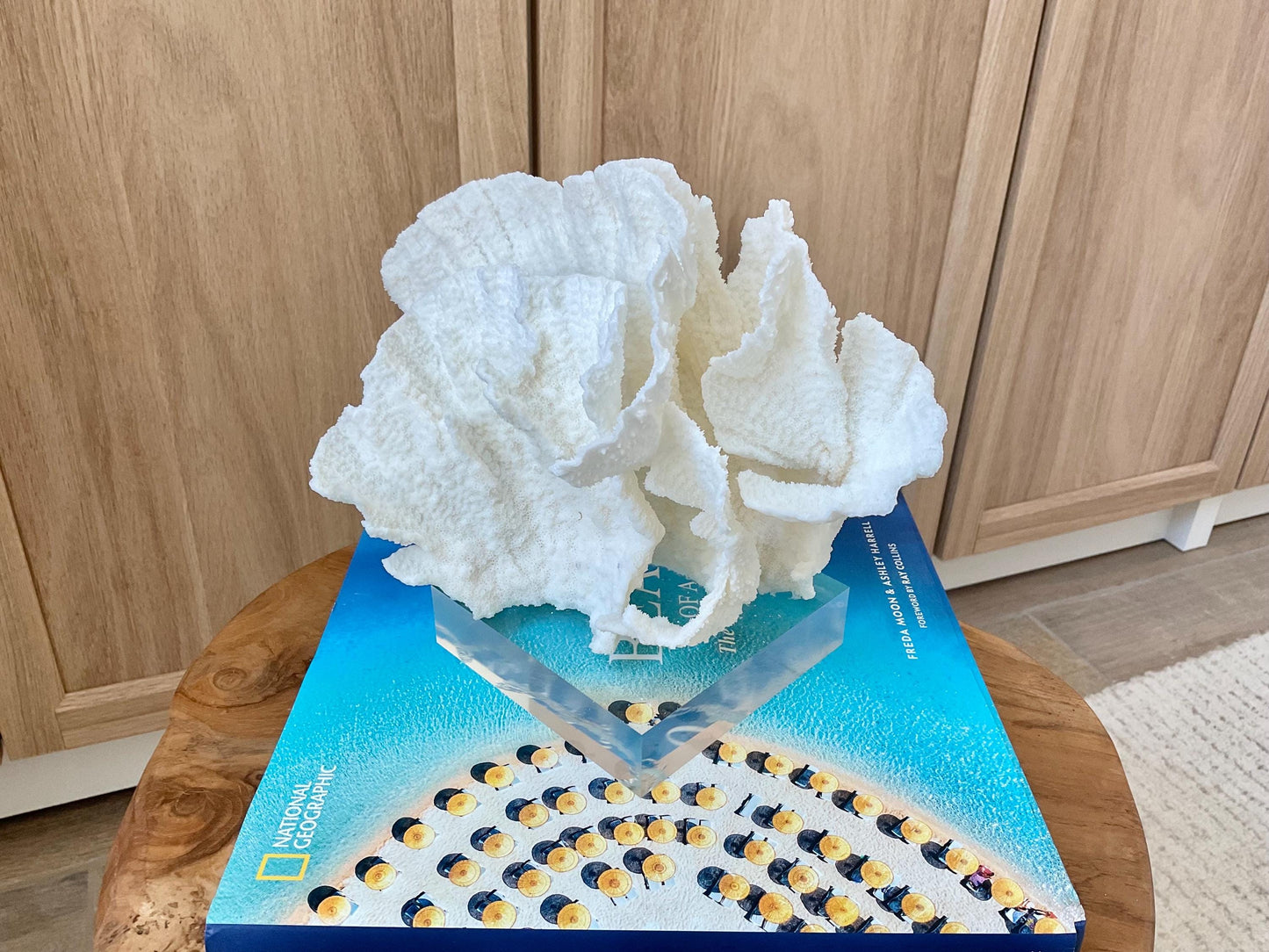 Mounted 8" Natural POCA CORAL Fossil Lucite Display Specimen Sculpture Ocean Art Decorative Coastal Beach Home Décor Wedding Gift White