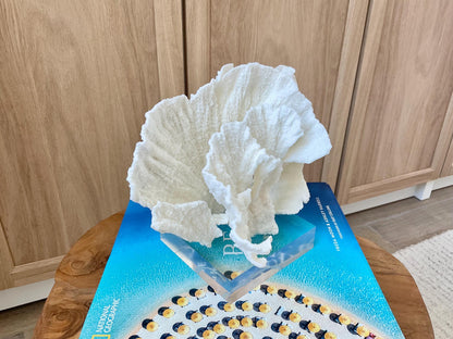 Mounted 8" Natural POCA CORAL Fossil Lucite Display Specimen Sculpture Ocean Art Decorative Coastal Beach Home Décor Wedding Gift White