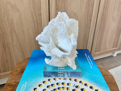 Mounted 8" Natural POCA CORAL Fossil Lucite Display Specimen Sculpture Ocean Art Decorative Coastal Beach Home Décor Wedding Gift White