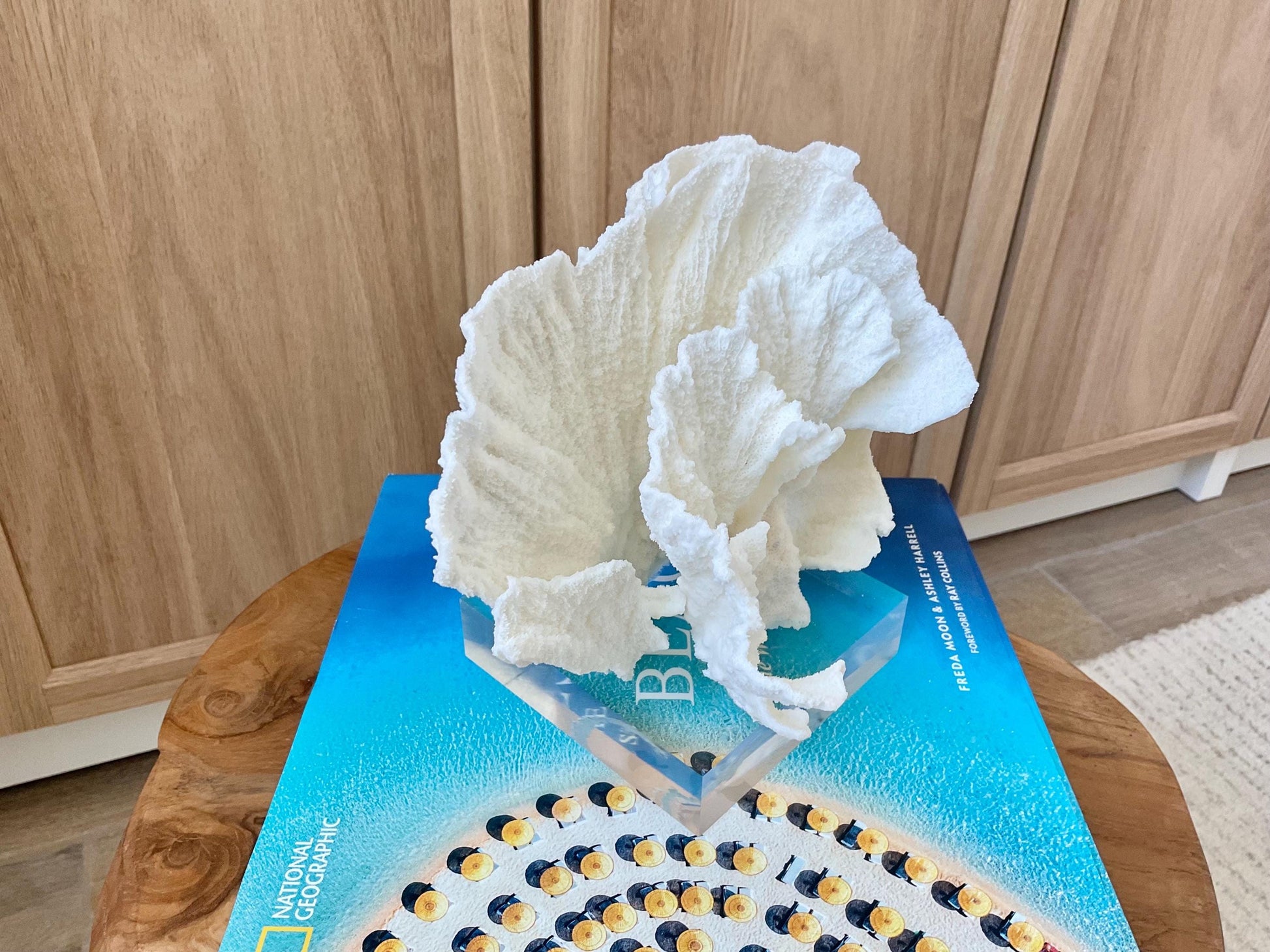 Mounted 8" Natural POCA CORAL Fossil Lucite Display Specimen Sculpture Ocean Art Decorative Coastal Beach Home Décor Wedding Gift White