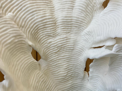 Mounted 10.5" Natural CUP RUGOSA CORAL Fossil Lucite Display Specimen Sculpture Ocean Art Decorative Coastal Beach Home Décor Wedding Gift