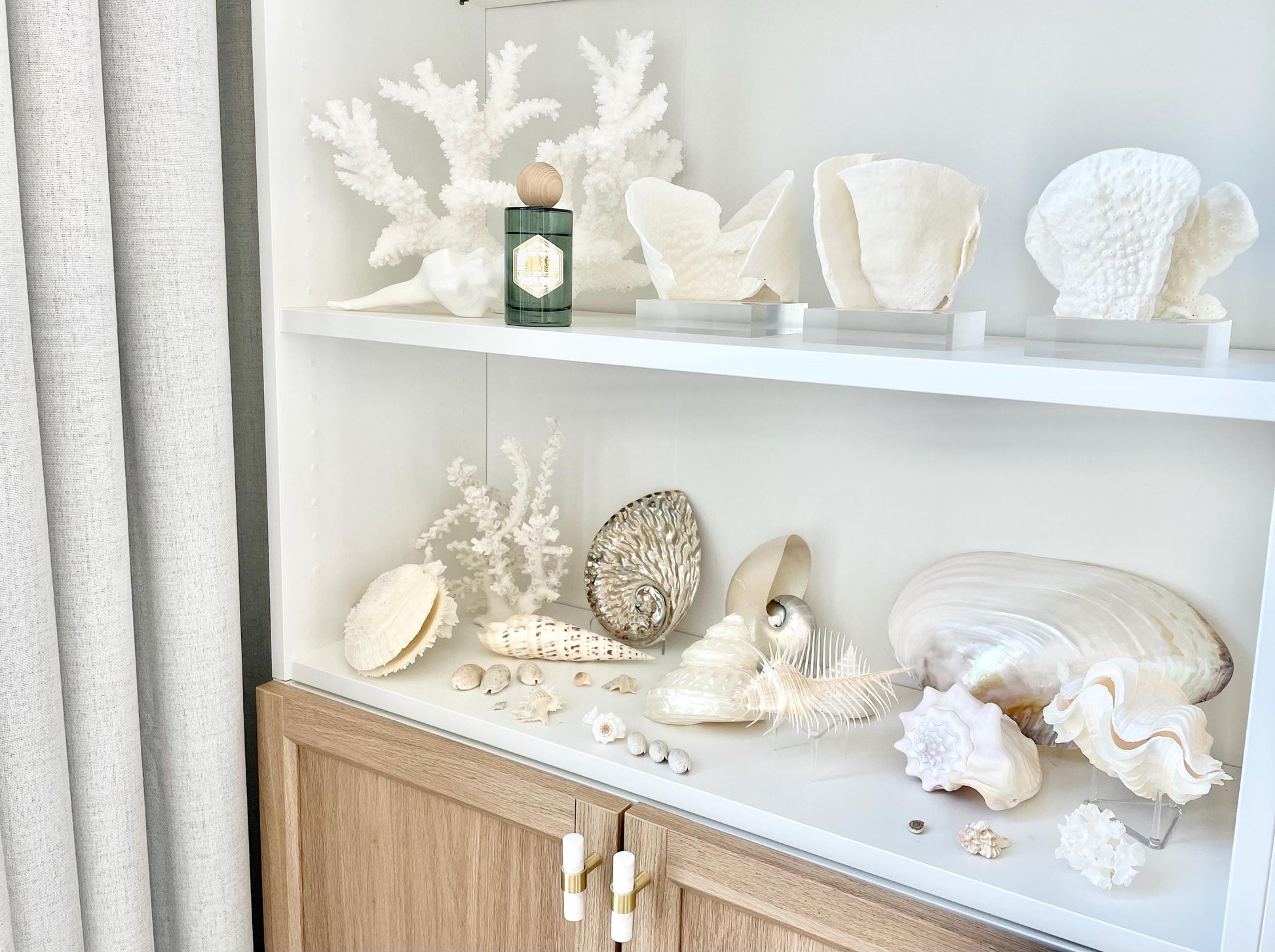 Set of 3 Mounted BLACK CUP CORAL Specimen Sculptures 100% Genuine Clear Lucite Display Base Decorative Coastal Beach Home Décor Gift White