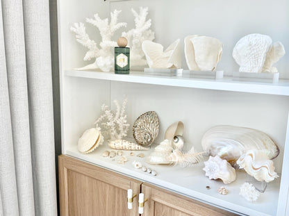 Set of 3 Mounted BLACK CUP CORAL Specimen Sculptures 100% Genuine Clear Lucite Display Base Decorative Coastal Beach Home Décor Gift White