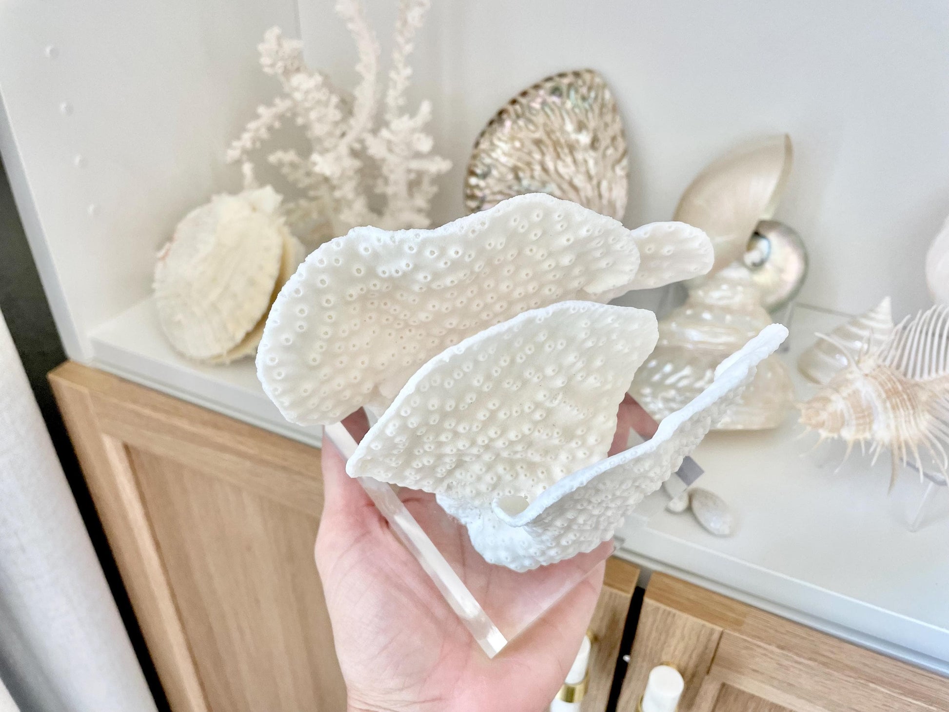 Set of 3 Mounted BLACK CUP CORAL Specimen Sculptures 100% Genuine Clear Lucite Display Base Decorative Coastal Beach Home Décor Gift White