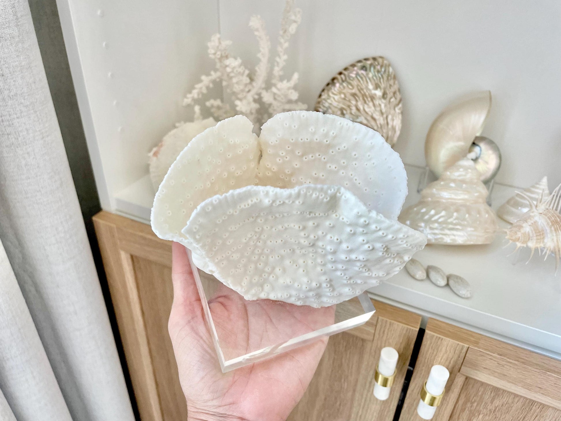 Set of 3 Mounted BLACK CUP CORAL Specimen Sculptures 100% Genuine Clear Lucite Display Base Decorative Coastal Beach Home Décor Gift White