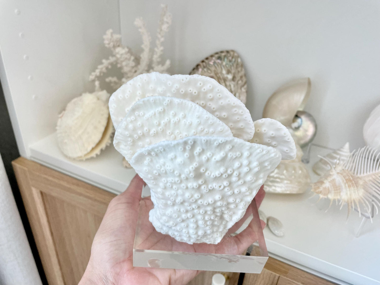 Set of 3 Mounted BLACK CUP CORAL Specimen Sculptures 100% Genuine Clear Lucite Display Base Decorative Coastal Beach Home Décor Gift White