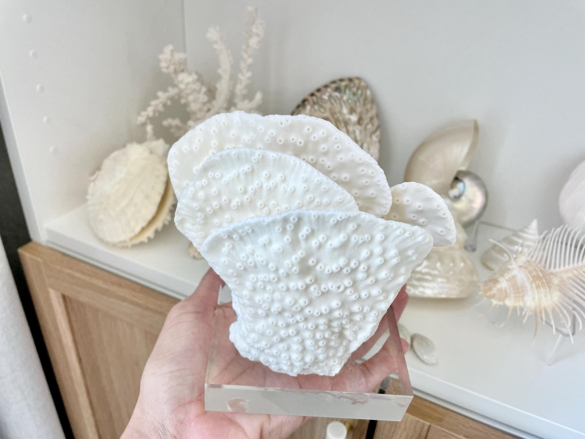 Set of 3 Mounted BLACK CUP CORAL Specimen Sculptures 100% Genuine Clear Lucite Display Base Decorative Coastal Beach Home Décor Gift White