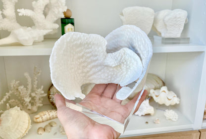 Set of 3 Mounted BLACK CUP CORAL Specimen Sculptures 100% Genuine Clear Lucite Display Base Decorative Coastal Beach Home Décor Gift White