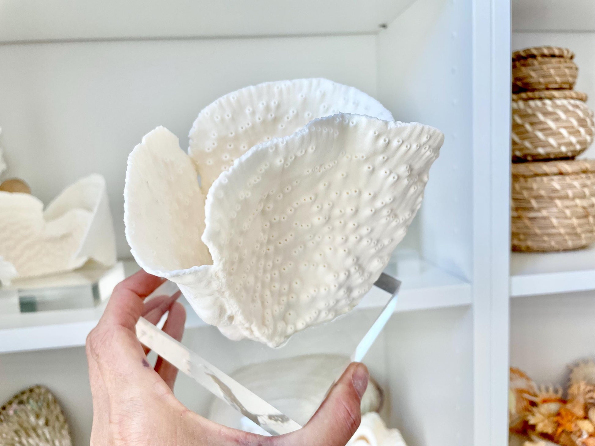 Set of 3 Mounted BLACK CUP CORAL Specimen Sculptures 100% Genuine Clear Lucite Display Base Decorative Coastal Beach Home Décor Gift White