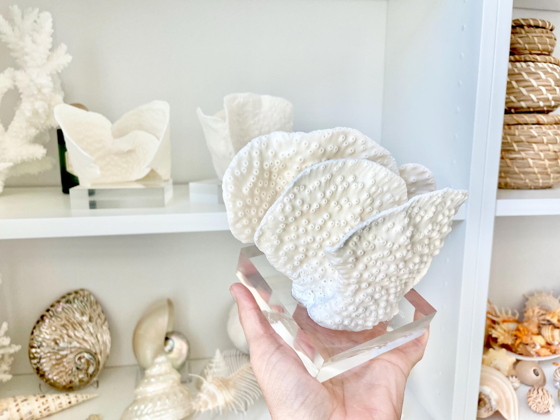 Set of 3 Mounted BLACK CUP CORAL Specimen Sculptures 100% Genuine Clear Lucite Display Base Decorative Coastal Beach Home Décor Gift White