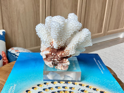 Mounted 5.5" Natural CLUSTER CORAL Fossil Lucite Display Specimen Sculpture Ocean Art Decorative Coastal Beach Home Décor Wedding Gift White