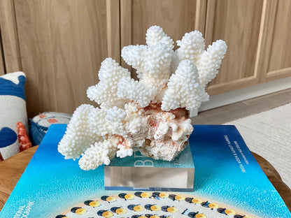 Mounted 5.5" Natural CLUSTER CORAL Fossil Lucite Display Specimen Sculpture Ocean Art Decorative Coastal Beach Home Décor Wedding Gift White