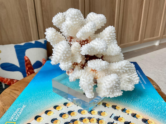 Mounted 5.5" Natural CLUSTER CORAL Fossil Lucite Display Specimen Sculpture Ocean Art Decorative Coastal Beach Home Décor Wedding Gift White
