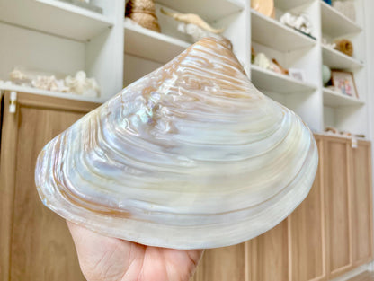 Irredescent Giant Polished Mussel Half Shell Polished Mother of Pearl Seashell 7-8" Beach Nautical Gift Coastal Décor Decorative Bowl Dish