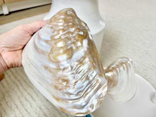 Irredescent Giant Polished Mussel Half Shell Polished Mother of Pearl Seashell 7-8" Beach Nautical Gift Coastal Décor Decorative Bowl Dish
