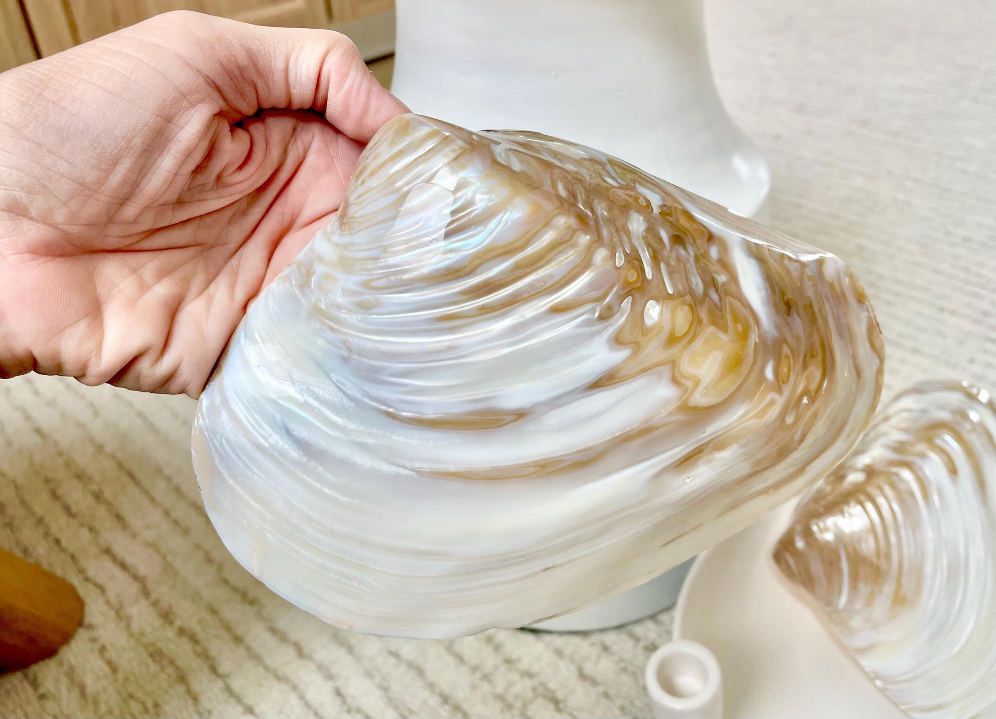Irredescent Giant Polished Mussel Half Shell Polished Mother of Pearl Seashell 7-8" Beach Nautical Gift Coastal Décor Decorative Bowl Dish