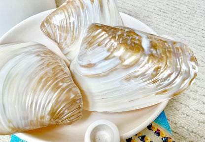 Irredescent Giant Polished Mussel Half Shell Polished Mother of Pearl Seashell 7-8" Beach Nautical Gift Coastal Décor Decorative Bowl Dish