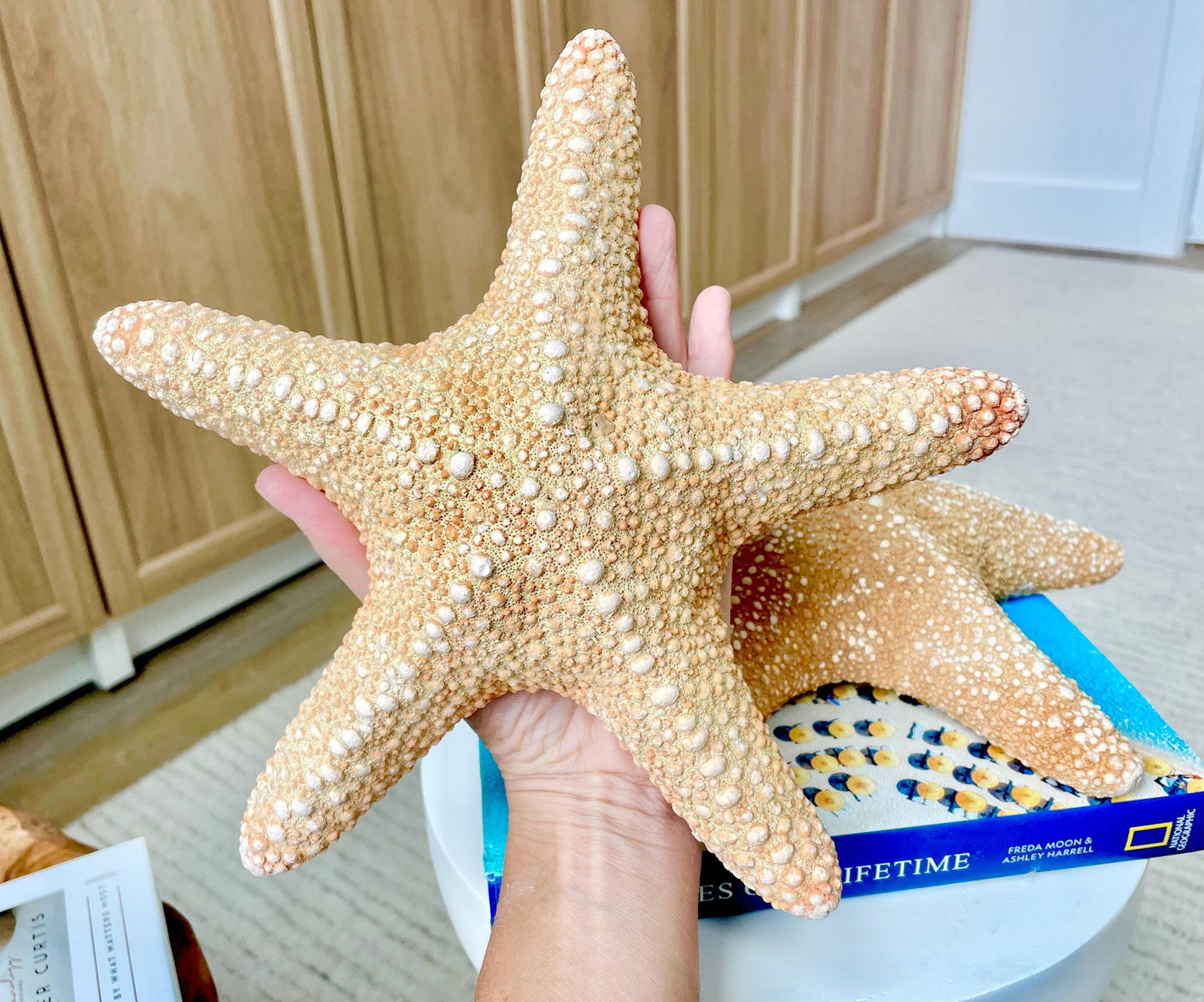 Jungle Starfish 9-10" Natural Orange Sea Star Coastal Décor