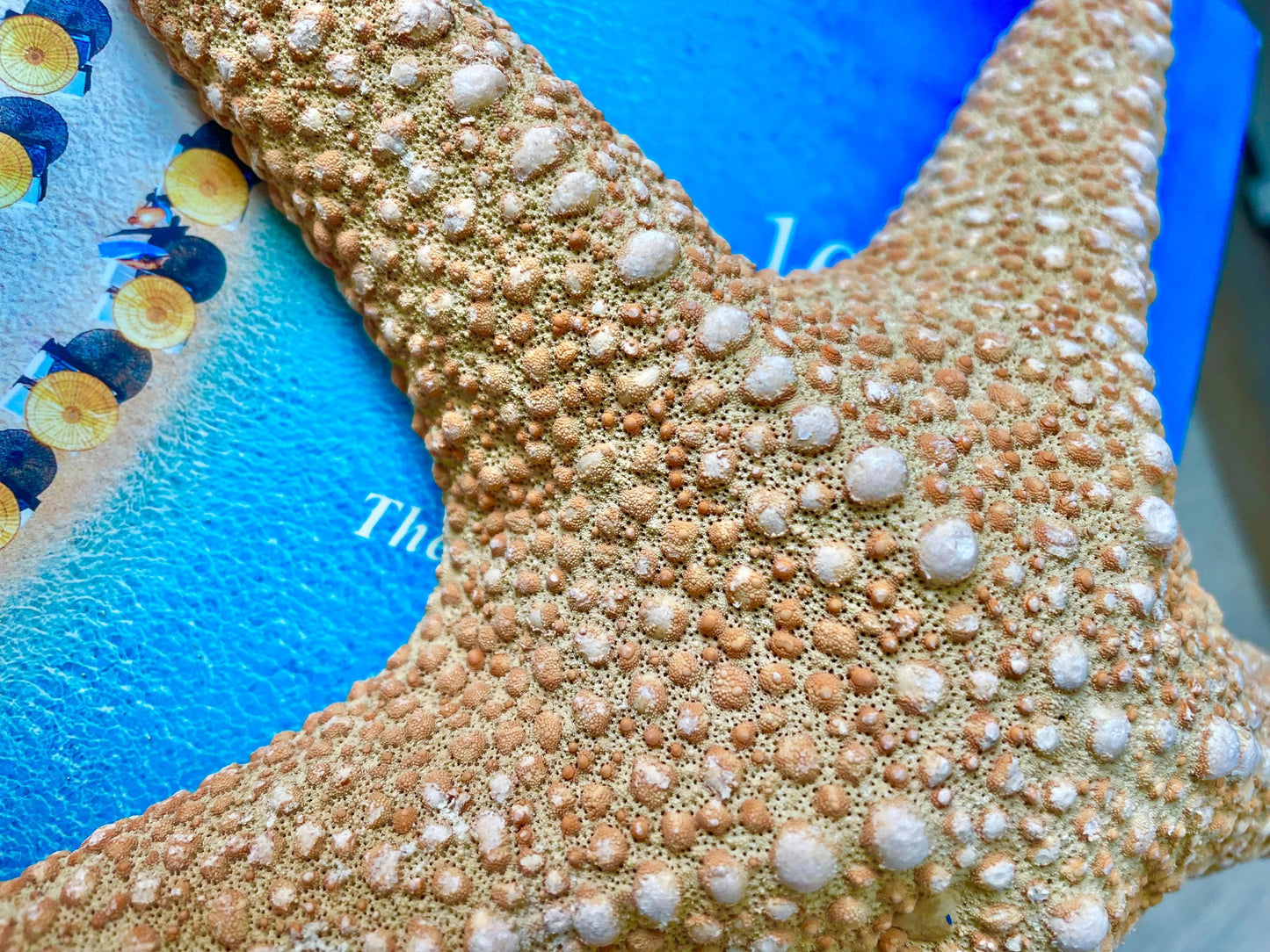 Jungle Starfish HUGE 9-10" Authentic Natural Orange Sea Star Beach Nautical Crafts & Coastal Décor