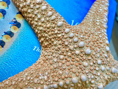 Jungle Starfish HUGE 9-10" Authentic Natural Orange Sea Star Beach Nautical Crafts & Coastal Décor