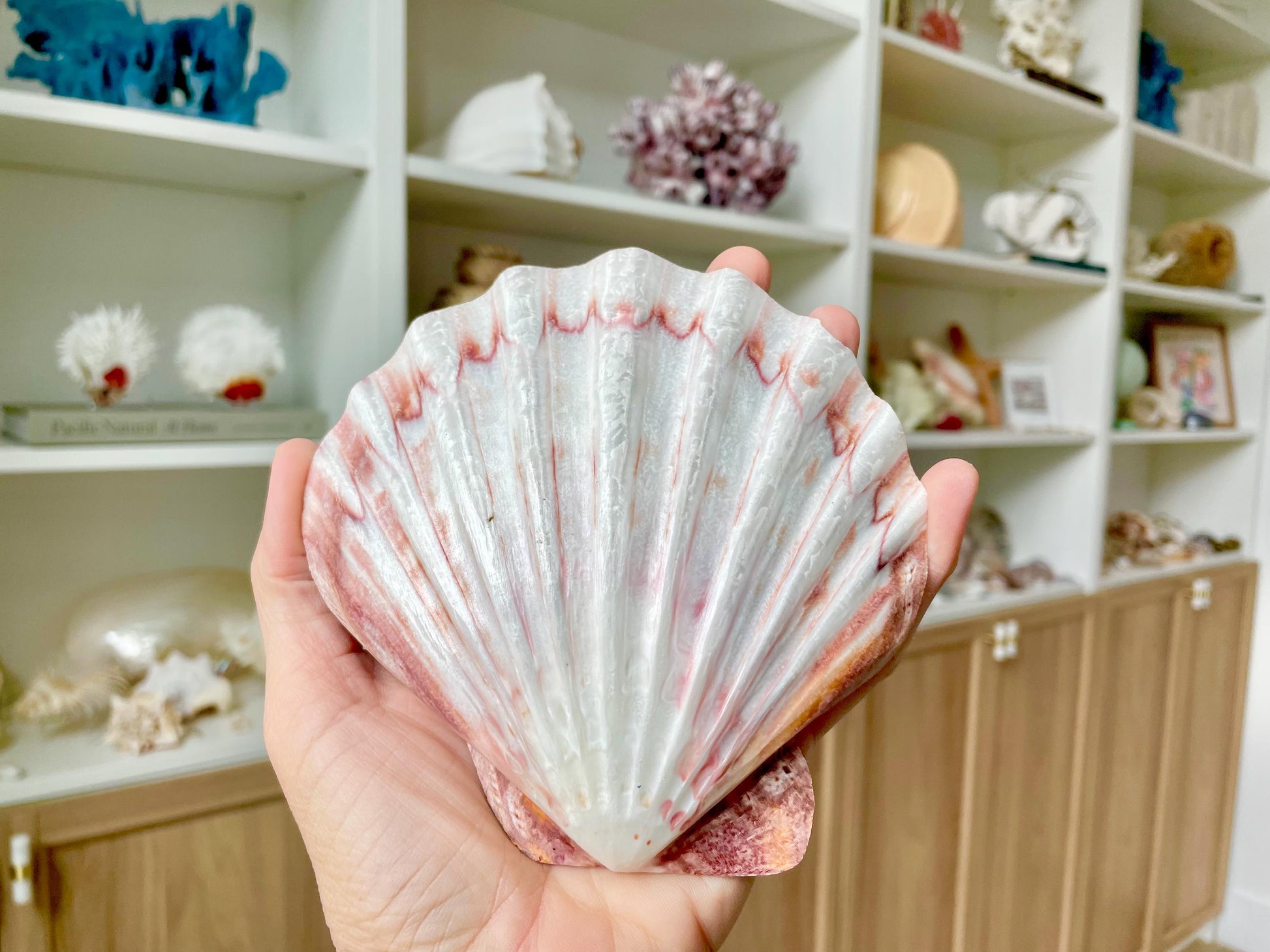 POLISHED LIONS PAW Scallop Shells * You Choose Color* Large 5-6" Display Seashell Coastal Home Décor