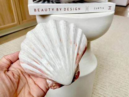 POLISHED LIONS PAW Scallop Shells * You Choose Color* Large 5-6" Display Seashell Coastal Home Décor