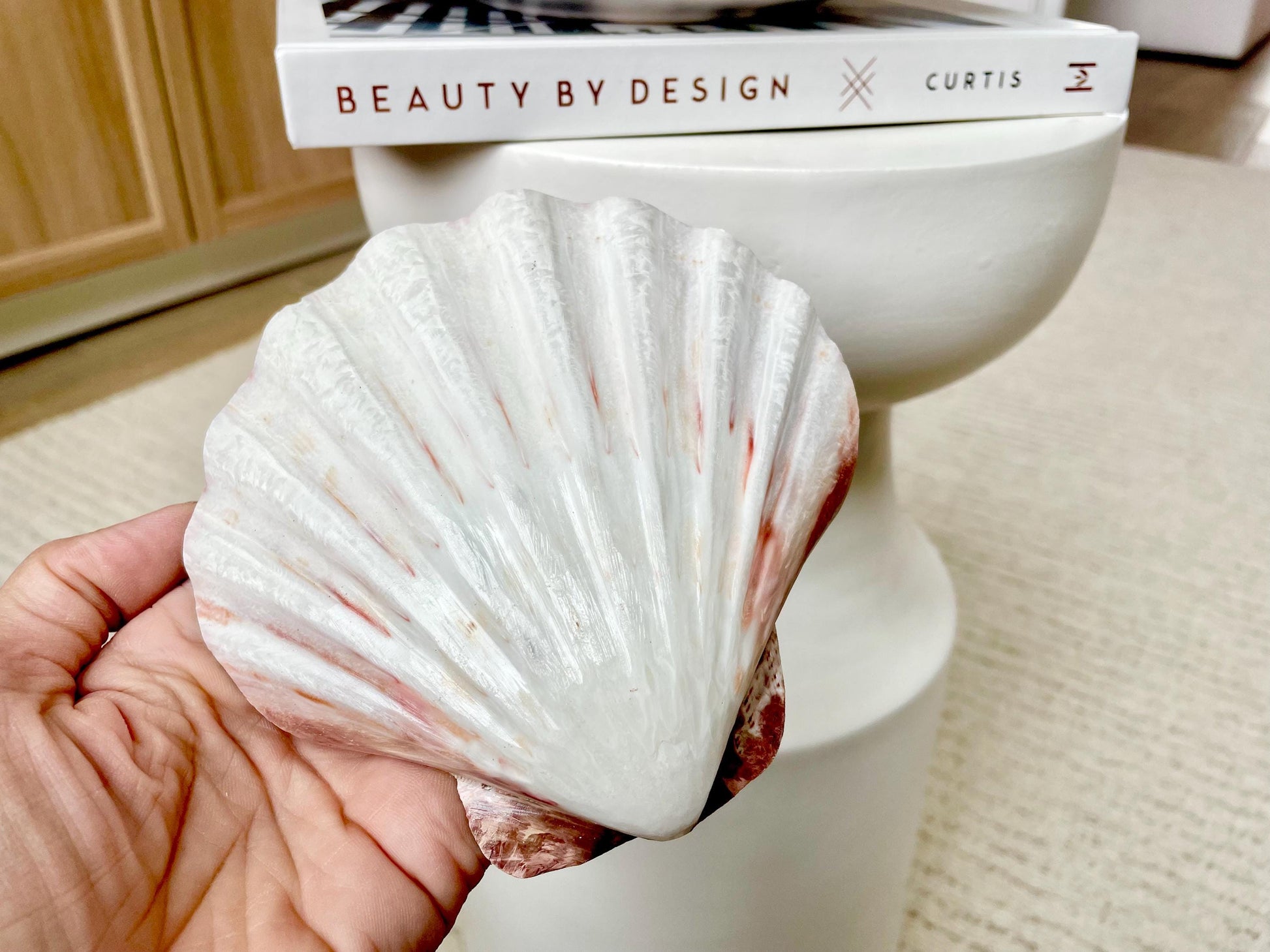 POLISHED LIONS PAW Scallop Shells * You Choose Color* Large 5-6" Display Seashell Coastal Home Décor