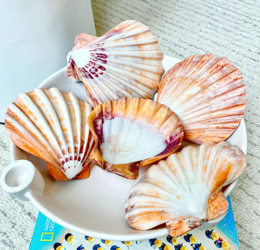 Polished Lion's Paw Scallop Shells 5-6" *You Choose Color* Coastal Home Décor