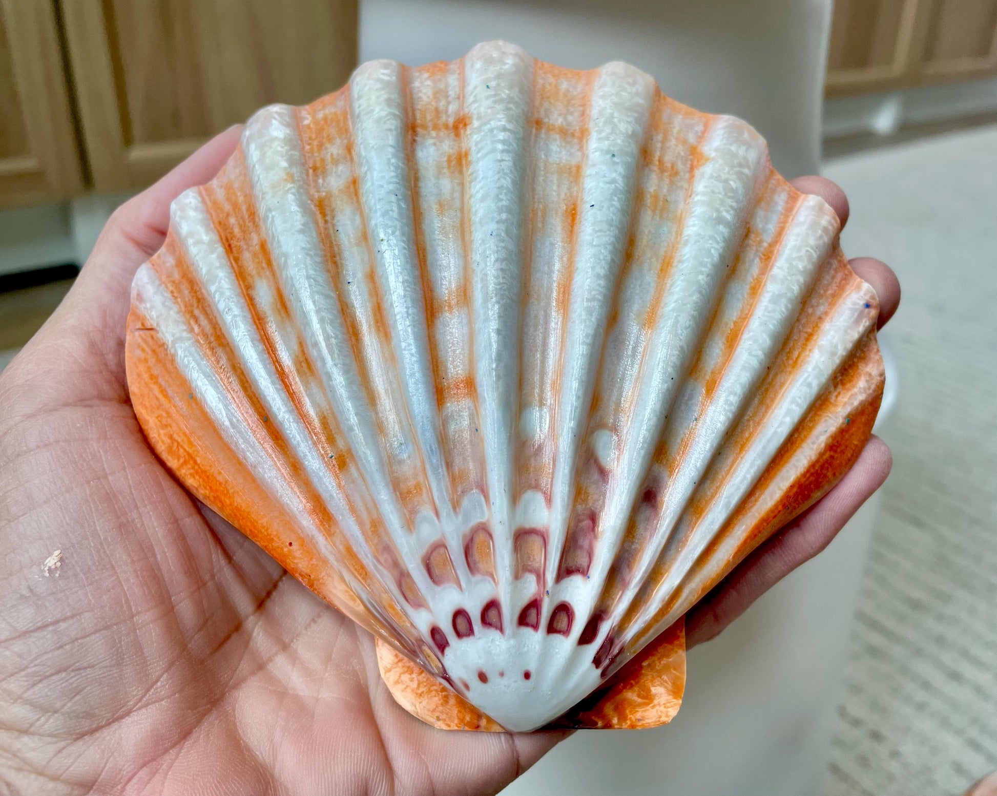 POLISHED LIONS PAW Scallop Shells * You Choose Color* Large 5-6" Display Seashell Coastal Home Décor
