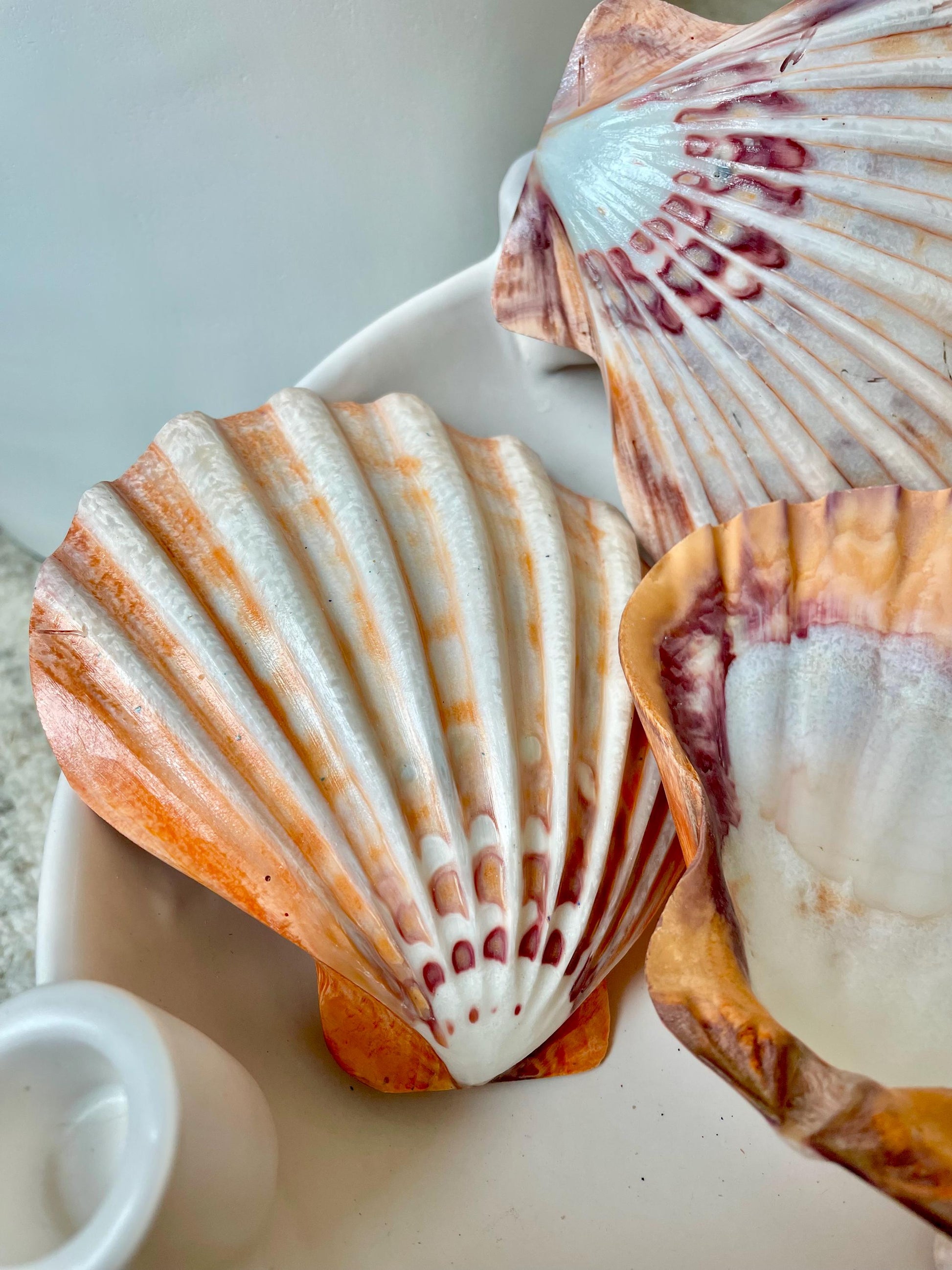 POLISHED LIONS PAW Scallop Shells * You Choose Color* Large 5-6" Display Seashell Coastal Home Décor