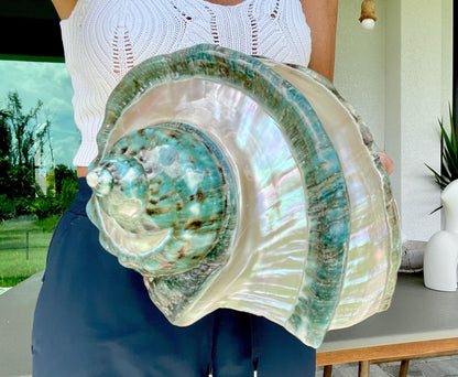Giant Green Marmoratus Turban Shell 8" XL Huge Conch Turbo Shell Seashell Mother Of Pearl Polished Banded Coastal Décor Exact Specimen
