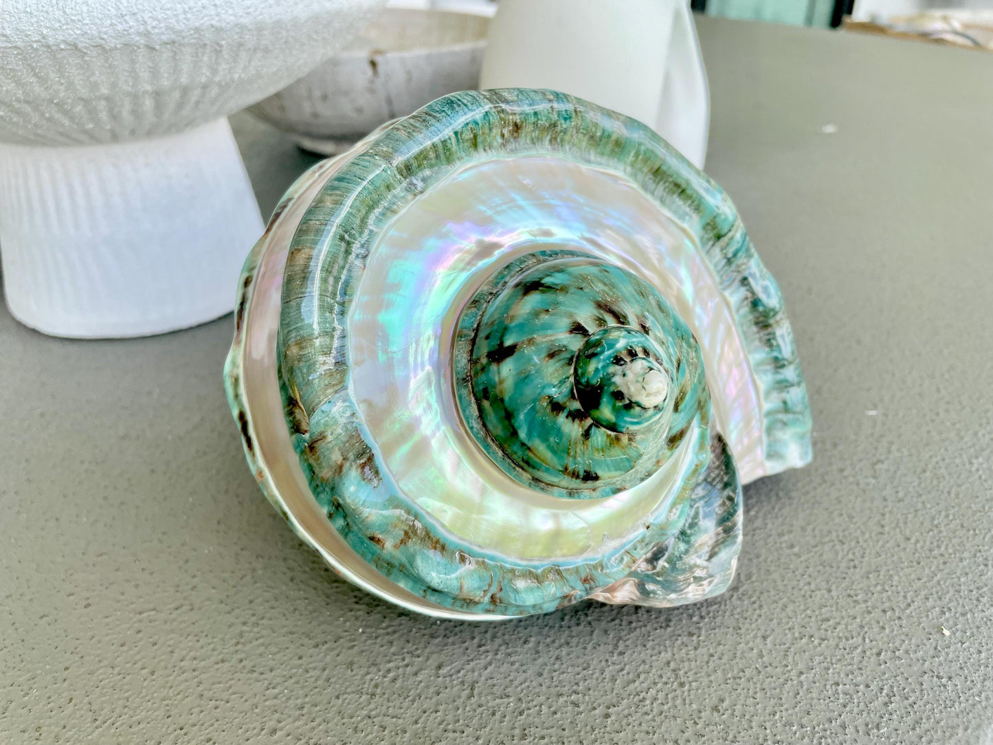 Giant Green Marmoratus Turban Shell 8" XL Huge Conch Turbo Shell Seashell Mother Of Pearl Polished Banded Coastal Décor Exact Specimen