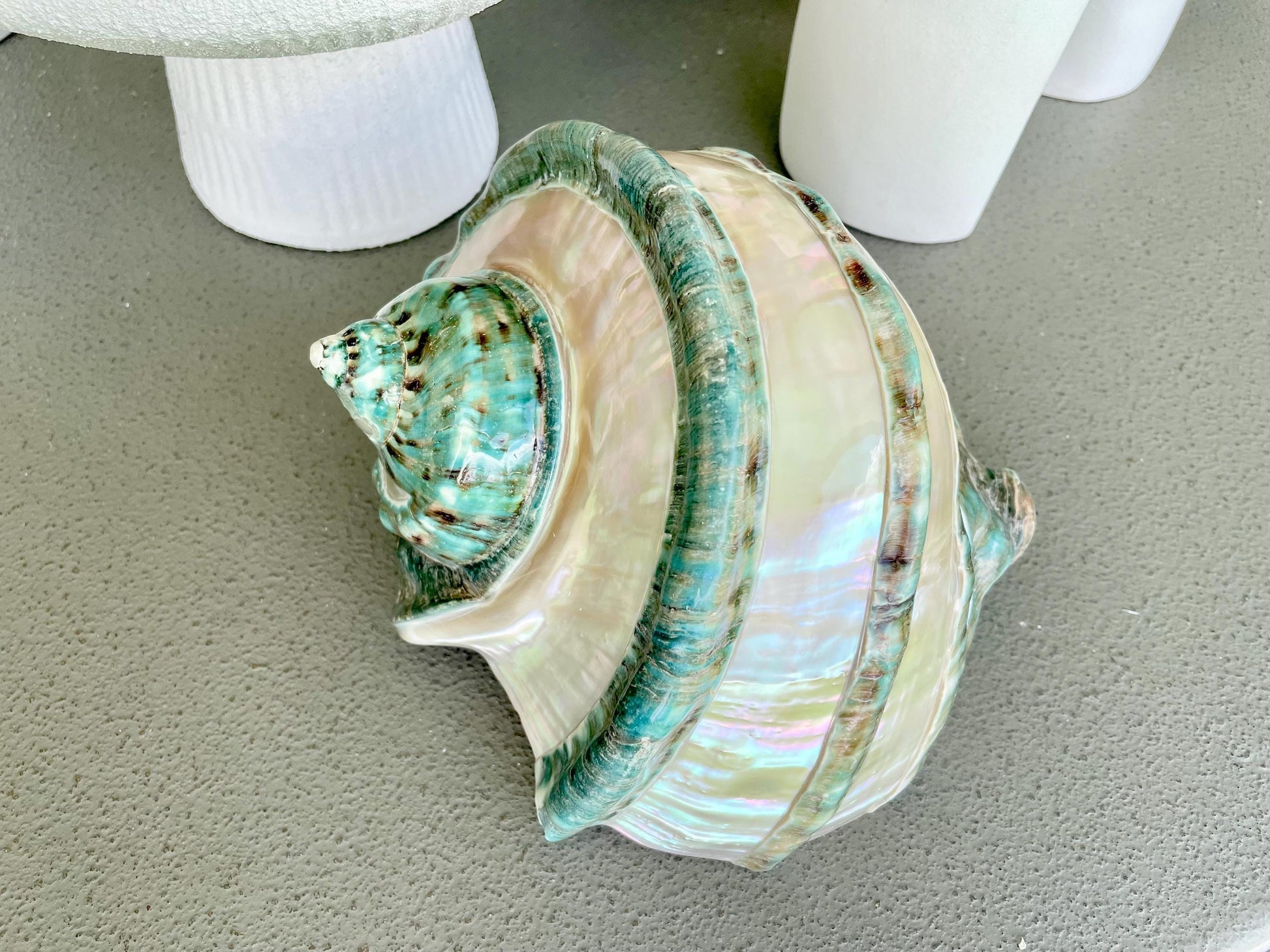 Giant Green Marmoratus Turban Shell 8" XL Huge Conch Turbo Shell Seashell Mother Of Pearl Polished Banded Coastal Décor Exact Specimen