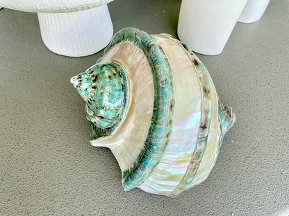 Giant Green Marmoratus Turban Shell 8" XL Huge Conch Turbo Shell Seashell Mother Of Pearl Polished Banded Coastal Décor Exact Specimen