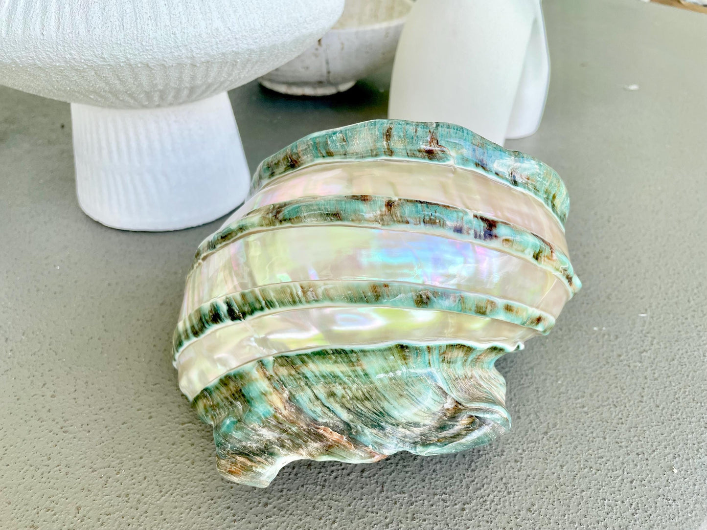 Giant Green Marmoratus Turban Shell 8" XL Huge Conch Turbo Shell Seashell Mother Of Pearl Polished Banded Coastal Décor Exact Specimen