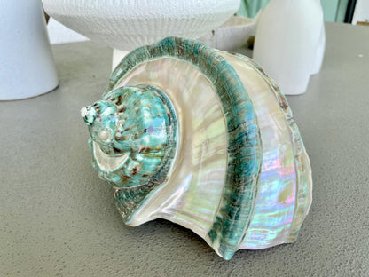 Giant Green Marmoratus Turban Shell 8" XL Huge Conch Turbo Shell Seashell Mother Of Pearl Polished Banded Coastal Décor Exact Specimen