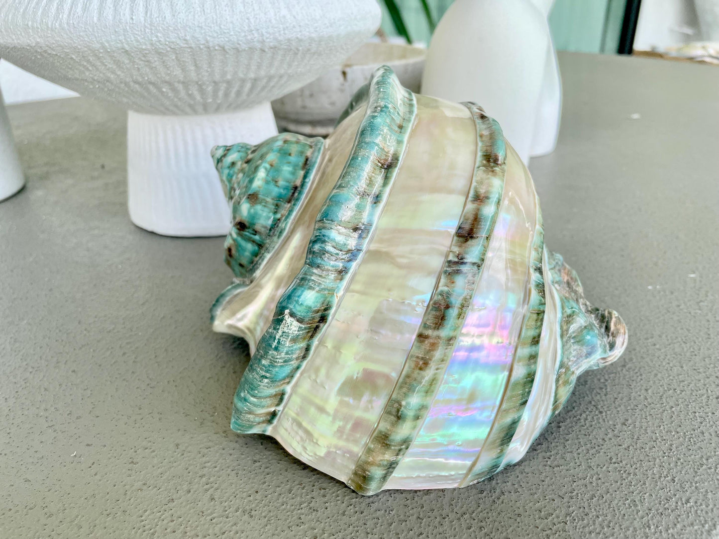 Giant Green Marmoratus Turban Shell 8" XL Huge Conch Turbo Shell Seashell Mother Of Pearl Polished Banded Coastal Décor Exact Specimen