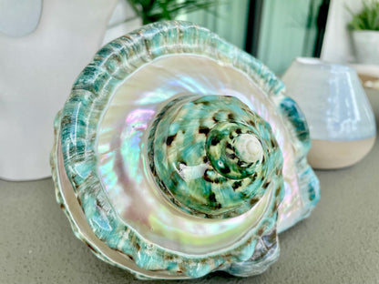 Giant Green Marmoratus Turban Shell 7.75" XL Huge Conch Turbo Shell Seashell Mother Of Pearl Polished Banded Coastal Décor Exact Specimen