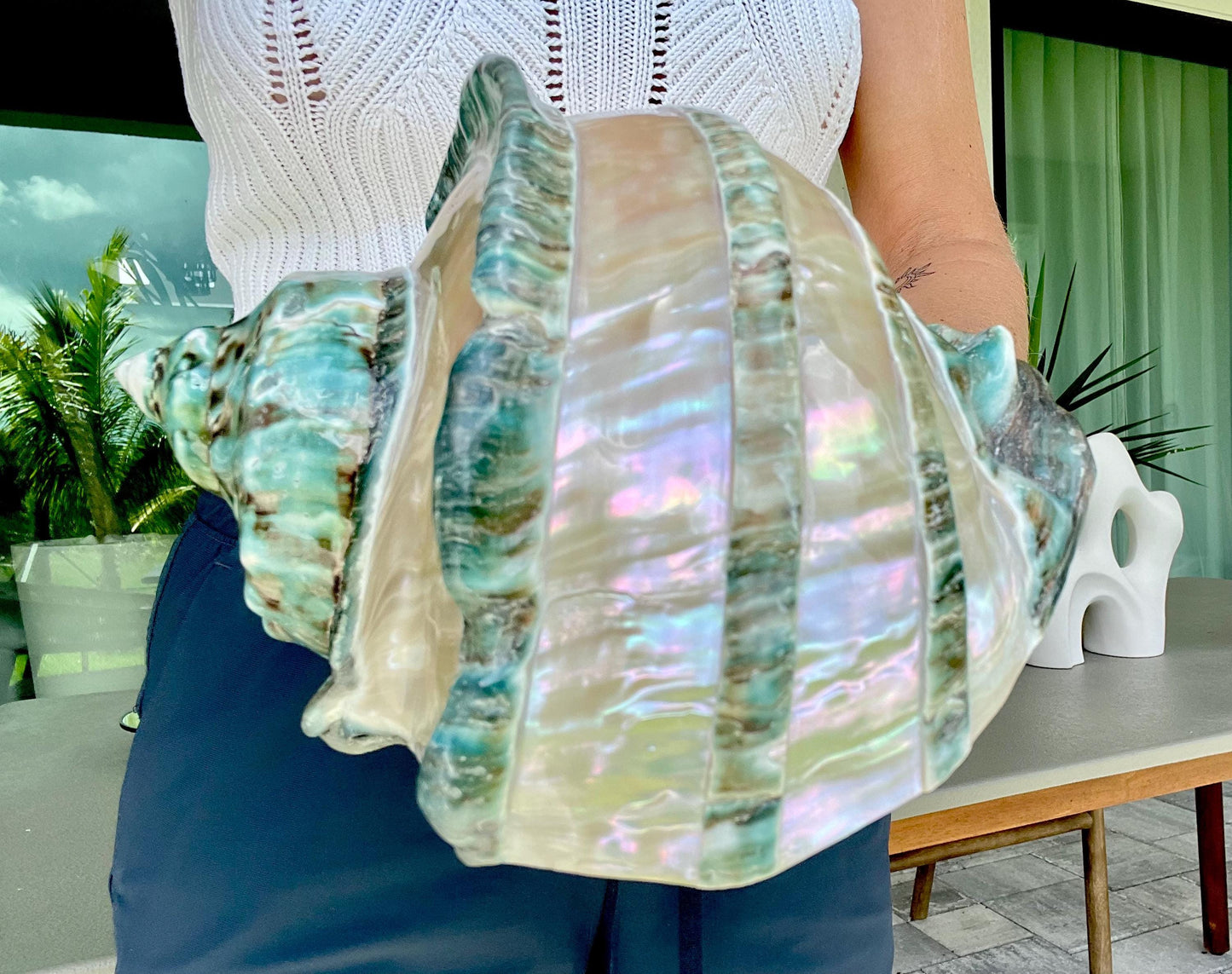 Giant Green Marmoratus Turban Shell 7.75" XL Huge Conch Turbo Shell Seashell Mother Of Pearl Polished Banded Coastal Décor Exact Specimen