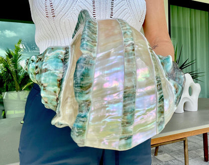 Giant Green Marmoratus Turban Shell 7.75" XL Huge Conch Turbo Shell Seashell Mother Of Pearl Polished Banded Coastal Décor Exact Specimen