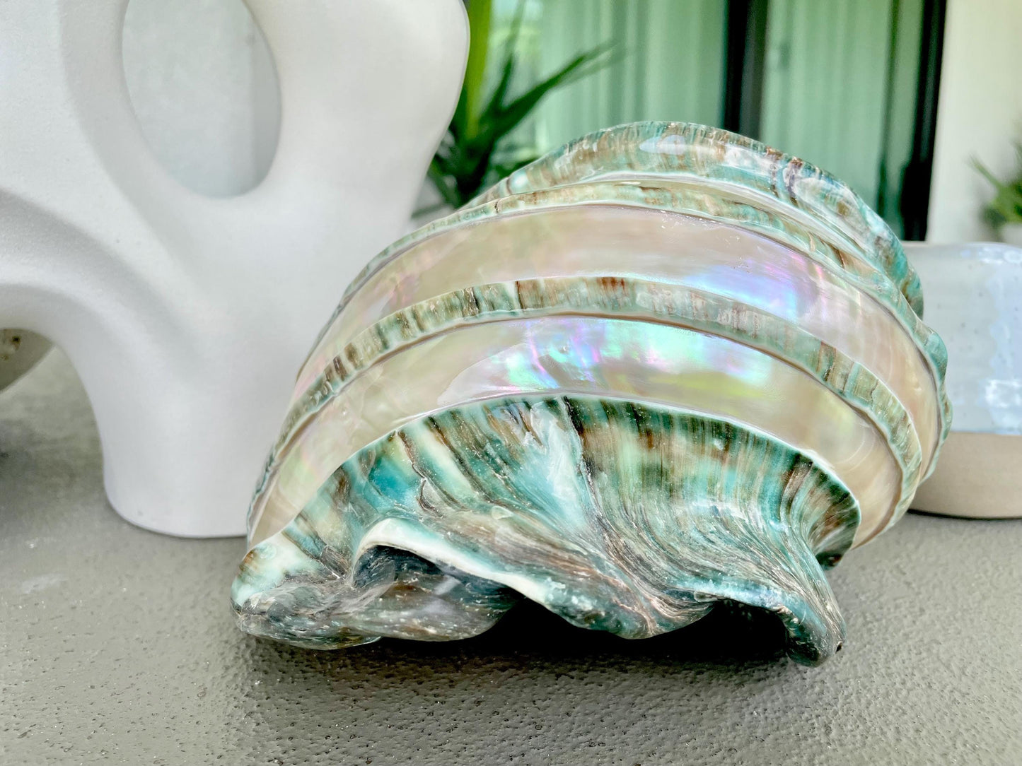 Giant Green Marmoratus Turban Shell 7.75" XL Huge Conch Turbo Shell Seashell Mother Of Pearl Polished Banded Coastal Décor Exact Specimen