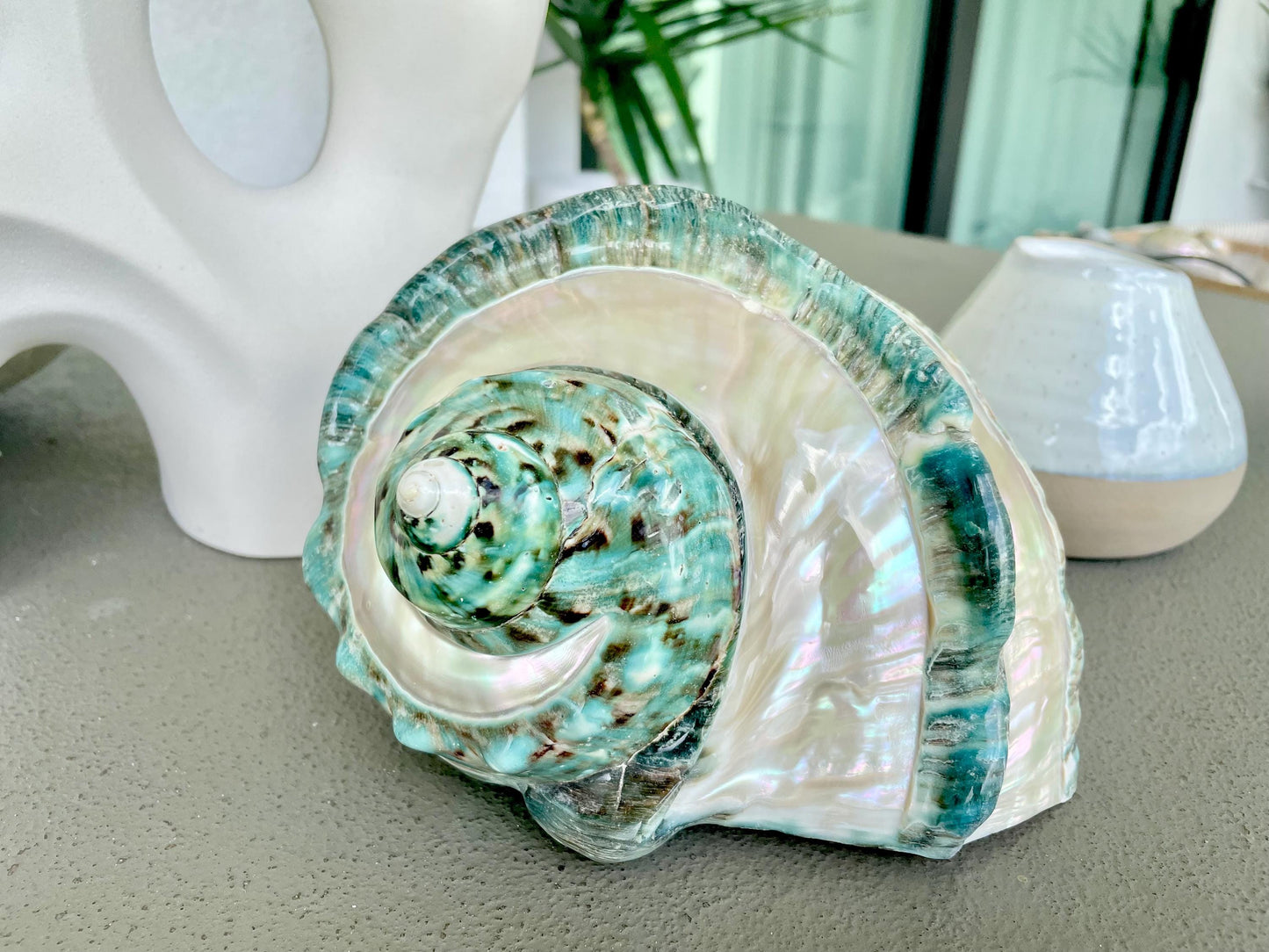 Giant Green Marmoratus Turban Shell 7.75" XL Huge Conch Turbo Shell Seashell Mother Of Pearl Polished Banded Coastal Décor Exact Specimen