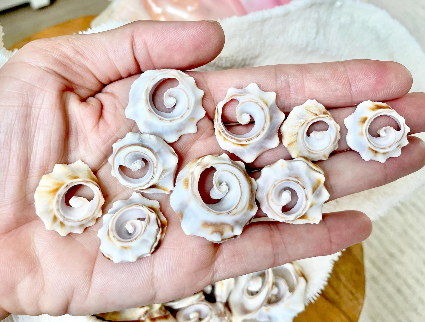 Swirly Whelk Spiral Top Cut Slices Sea Shells YOU CHOOSE SIZE Seashell Crafts Jewelry Supply Coastal Beach Home Décor Round Sliced