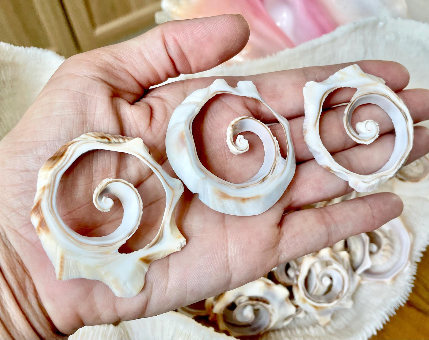 Swirly Whelk Spiral Top Cut Slices Sea Shells YOU CHOOSE SIZE Seashell Crafts Jewelry Supply Coastal Beach Home Décor Round Sliced