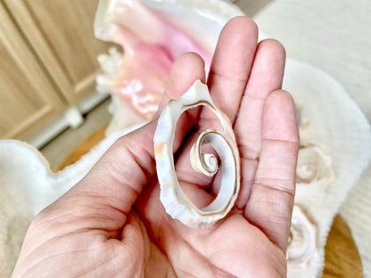 Swirly Whelk Spiral Top Cut Slices Sea Shells YOU CHOOSE SIZE Seashell Crafts Jewelry Supply Coastal Beach Home Décor Round Sliced