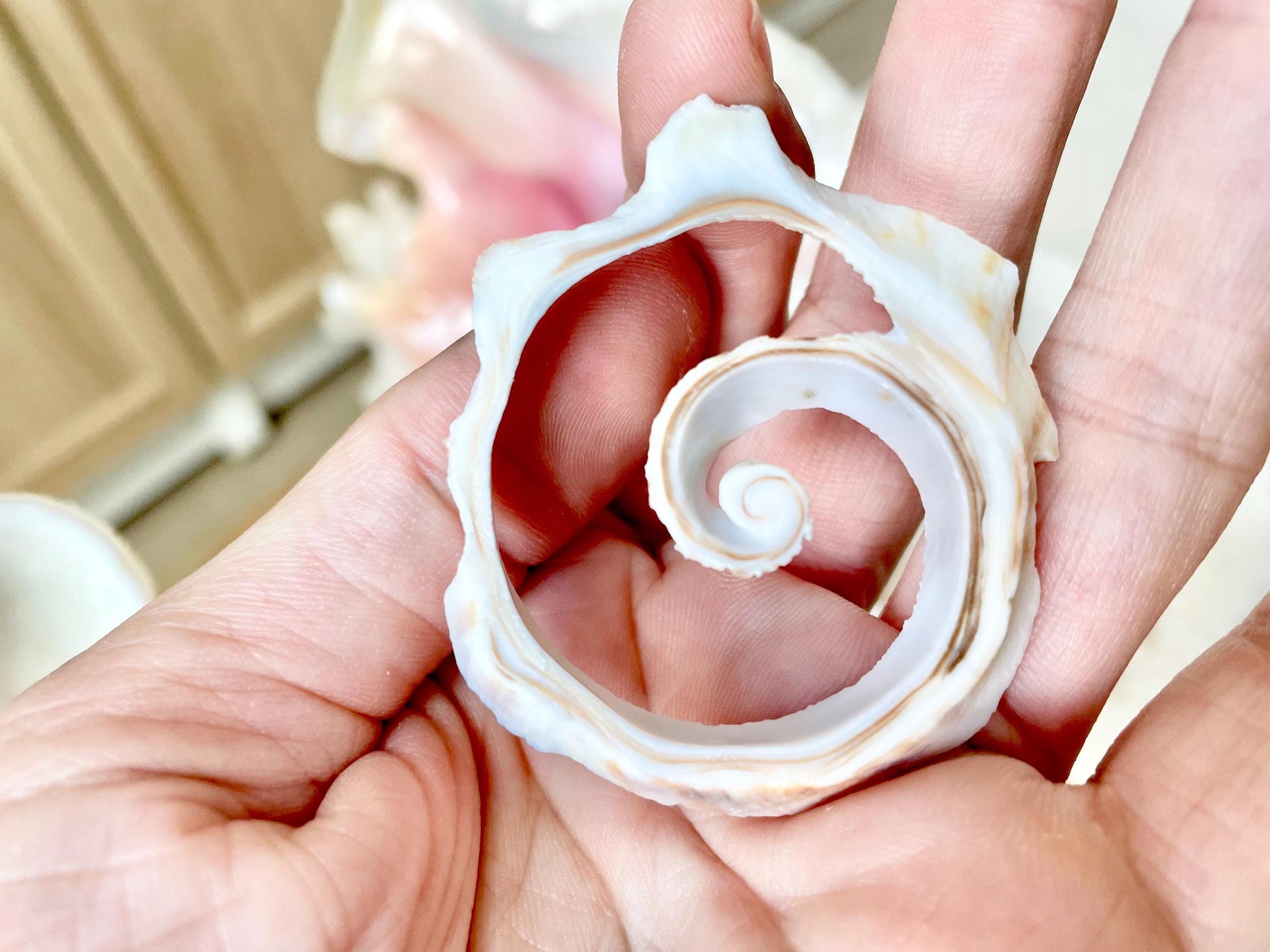 Swirly Whelk Spiral Top Cut Slices Sea Shells YOU CHOOSE SIZE Seashell Crafts Jewelry Supply Coastal Beach Home Décor Round Sliced