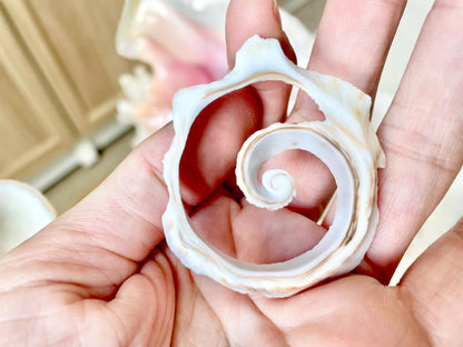 Swirly Whelk Spiral Top Cut Slices Sea Shells YOU CHOOSE SIZE Seashell Crafts Jewelry Supply Coastal Beach Home Décor Round Sliced