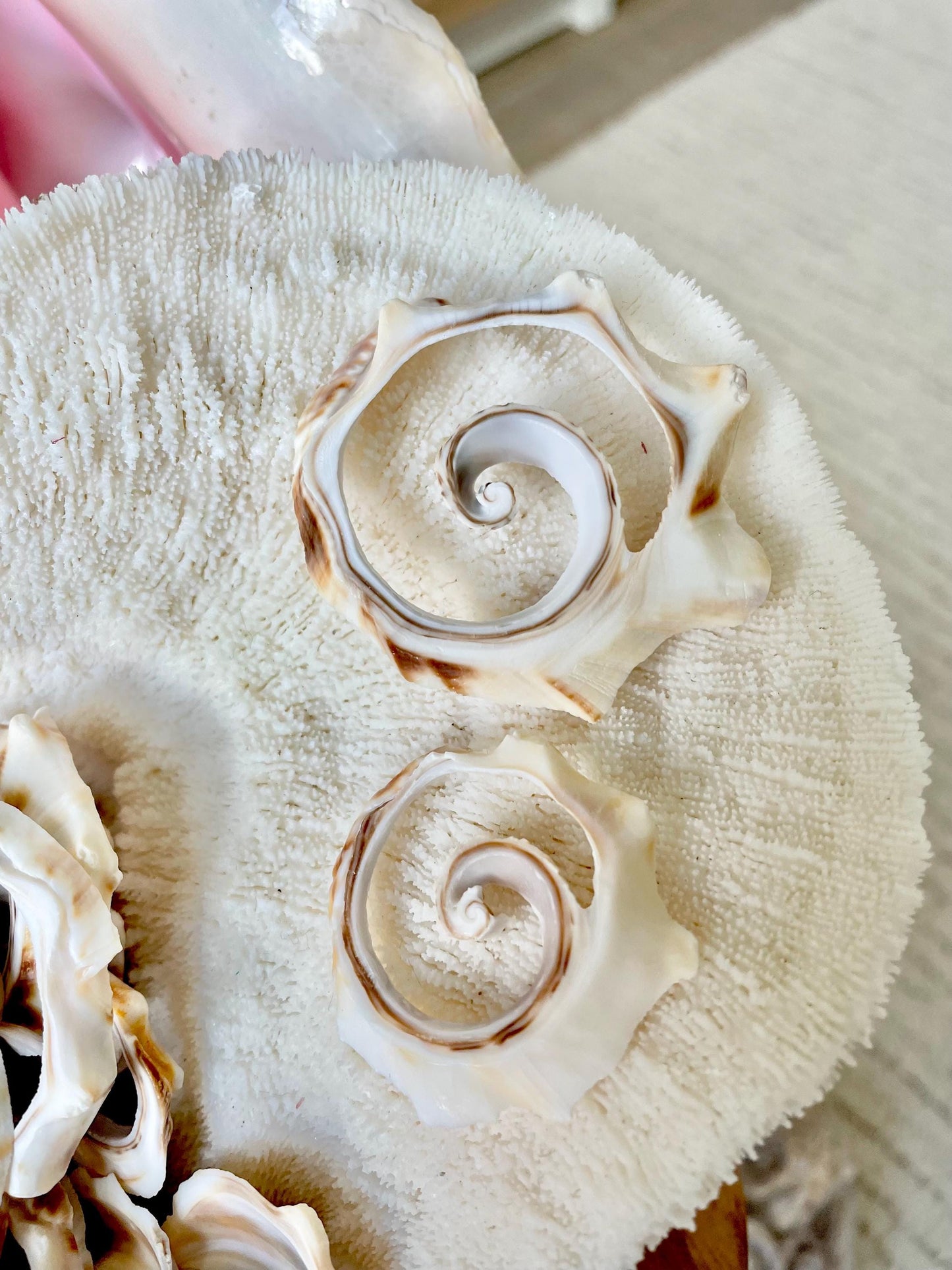Swirly Whelk Spiral Top Cut Slices Sea Shells YOU CHOOSE SIZE Seashell Crafts Jewelry Supply Coastal Beach Home Décor Round Sliced