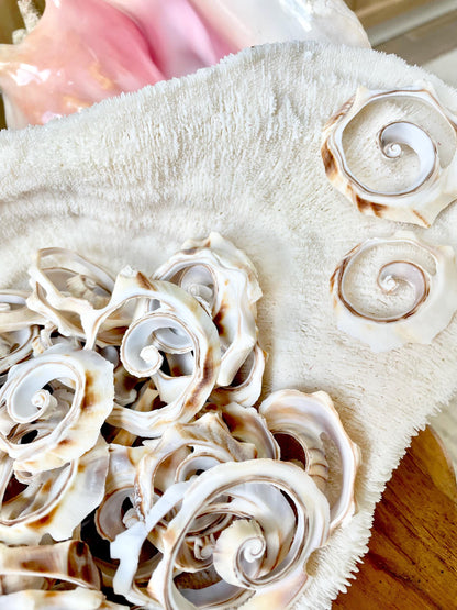 Swirly Whelk Spiral Top Cut Slices Sea Shells YOU CHOOSE SIZE Seashell Crafts Jewelry Supply Coastal Beach Home Décor Round Sliced